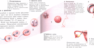 Зачатие происходит сразу после акта. Через сколько дней происходит оплодотворение после зачатия