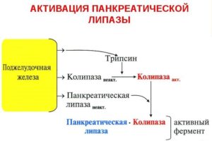 Что такое липаза и норма фермента в крови? Ферментные препараты на основе липазы против жира и целлюлита