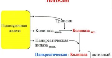 Что такое липаза и норма фермента в крови? Ферментные препараты на основе липазы против жира и целлюлита