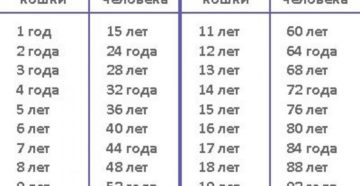 Кошке 17 лет сколько человеческих лет. Как узнать сколько кошке лет. Возраст кошки в сравнении с человеческим