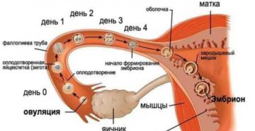 Можно ли забеременеть, если он в меня не кончается? Какова вероятность оплодотворения в таком случае? Когда девушка может забеременеть? – Мифы и Реальность