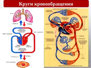 Два круга обращения имеют. Большой и малый круги кровообращения. Анатомическое строение и основные функции