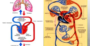 Два круга обращения имеют. Большой и малый круги кровообращения. Анатомическое строение и основные функции