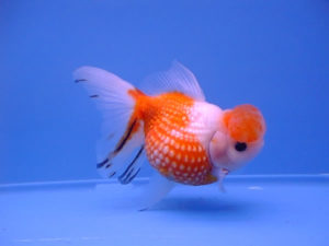 Золотая рыбка жемчужинка в аквариуме. Золотая рыбка – Жемчужинка Кормление золотой рыбки Жемчужинка