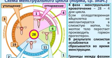 Причины сдвига цикла месячных. Почему может сбиться цикл месячных и как восстановить его