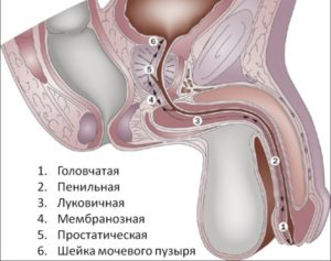 Кавернозная ткань. Раскрываем секреты увеличения члена. Верхние мочевые пути человека