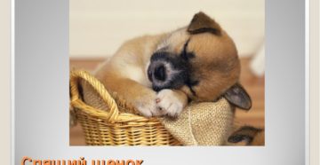 Как приучить щенка ночью спать. Как приучить щенка спать ночью: полезные советы Как приучить щенка спать на своем месте