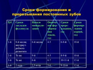 Сроки прорезывания зубов и формирования корней. Сроки прорезывания и закладки постоянных зубов. Пододонтобластический слой представлен ТК, ФБ, преОДБ, МК пульпы