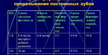 Сроки прорезывания зубов и формирования корней. Сроки прорезывания и закладки постоянных зубов. Пододонтобластический слой представлен ТК, ФБ, преОДБ, МК пульпы