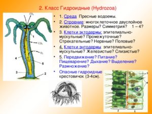 Класс Гидроидные (Hydrozoa). Клетки гидры Эпителиально мускульные клетки гидры функции