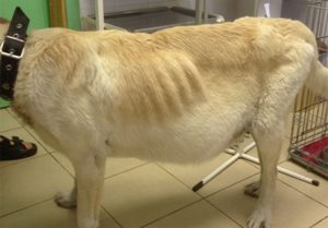 Асцит брюшной полости у собак лечение. Брюшная водянка у собак: симптомы и лечение. Способы лечения и прогноз