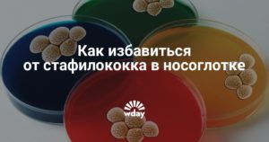 Как избавиться от золотистого стафилококка? Стафилококк: как избавиться от стафилококка в организме навсегда