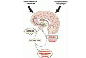 Влияние пролактина на организм женщины. Пролактин, влияние на зачатие
