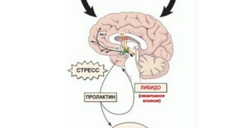Влияние пролактина на организм женщины. Пролактин, влияние на зачатие
