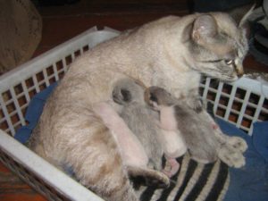 Кошки после родов без котят. Чем кормить кошку чтобы было больше молока. Уход за кошкой после родов