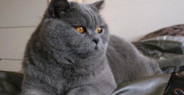 Сколько живут коты британцы вислоухие. Сколько живут кошки британской породы в дома. Сколько живут британские кошки в домашних условиях