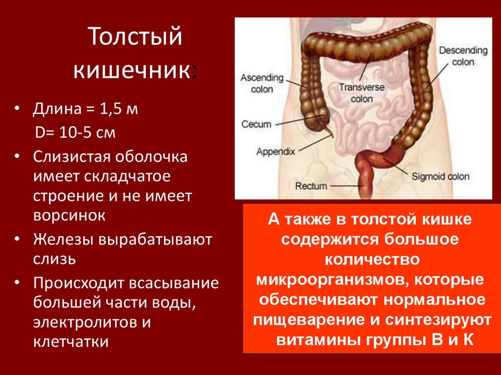 Сколько метров толстая кишка. Общая длина тонкой кишки человека, ее отделы и функции