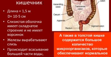 Сколько метров толстая кишка. Общая длина тонкой кишки человека, ее отделы и функции