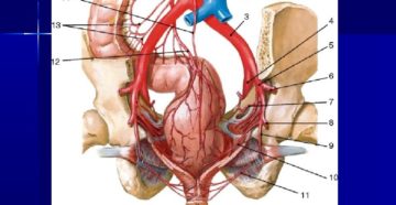 Кровоснабжение таза. Можно ли улучшить кровоток в малом тазу у мужчин Кровоснабжение тазовых органов