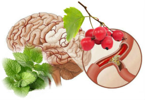 Какие напитки расширяют сосуды головного мозга. Терапевтические варианты борьбы с заболеванием. Правильный образ жизни
