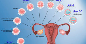 Этапы зачатия по дням и ощущения. Проблемы с весом. Как быстро происходит процесс