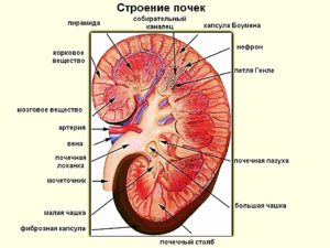 Почка человека строение в разрезе. Строение почки человека