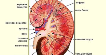 Почка человека строение в разрезе. Строение почки человека
