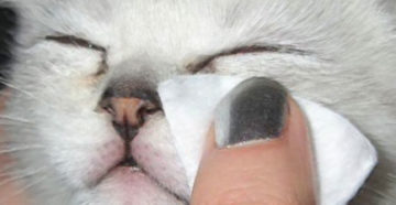 Чем промыть кошке глаза в домашних условиях. Чем протирать глаза кошке в домашних условиях, можно ли хлоргексидином? Как промыть глаз коту