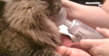 У кота хрипы при дыхании как лечить. Почему кошка хрипит и тяжело дышит