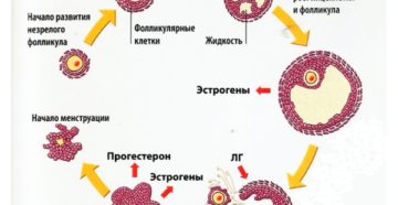 Нет доминирующего фолликула почему. Отклонения в развитии фолликулов. Участие ДФ в овуляции