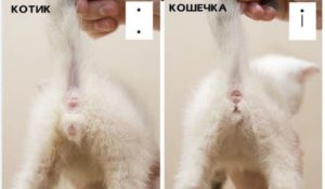 Как определить пол котенка сфинкса. Как отличить кота от кошки. Определение по половым признакам