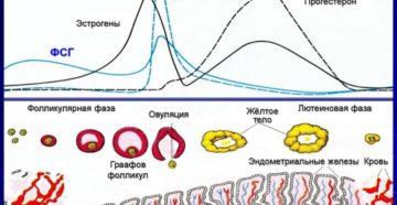 Как восстановить менструационный цикл: способы