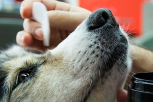 Можно ли фурацилином промывать глаза собаке. Чем промыть глаза собаке в домашних условиях. Какие выделения из глаз считаются нормальными