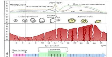 Изменение цикла месячных в большую сторону. Месячный цикл: норма и отклонения