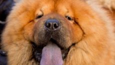 У каких собак фиолетовый язык. Описание породы собак с синим или фиолетовым языком (чау чау). С каким языком рождаются щенки чау-чау