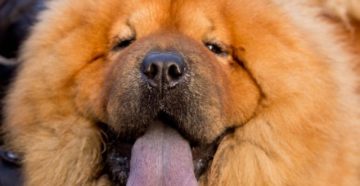 У каких собак фиолетовый язык. Описание породы собак с синим или фиолетовым языком (чау чау). С каким языком рождаются щенки чау-чау