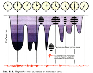 Сколько должно быть глубокого сна. Здоровый сон — какой он? Состояние человека в период глубокого сна