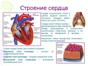 Из каких отделов состоит сердце. Сердце – как оно работает? Какие ткани входят в состав сердца