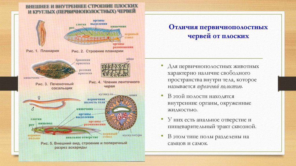 Внешнее строение круглых червей кратко. Круглые черви: что это за паразиты и чем отличаются от плоских червей