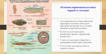 Внешнее строение круглых червей кратко. Круглые черви: что это за паразиты и чем отличаются от плоских червей