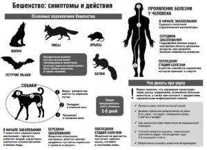 Заражение бешенством через кровь собаке на человека. ВОЗ оказывала поддержку в проведении исследований в странах, эндемичных по бешенству. Симптомы у кошек