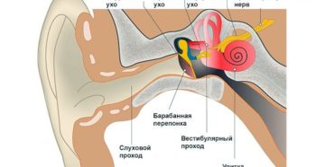 Внутренний отит уха: симптомы, лечение. Каково строение внутреннего уха человека и его функции