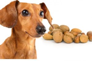 Можно ли собакам давать грецкие орехи, кедровые, миндаль и другие. Можно ли йоркширскому терьеру орехи? Можно ли собакам миндаль