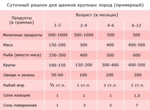 Кормить щенка питбуля 2 месяца. Чем и как кормить щенка питбуля и взрослую собаку? О значимости силы интонации человеческого голоса