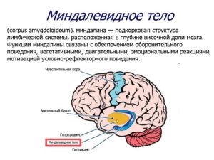 Миндалевидное тело. Где находится миндалевидное тело и какие выполняет функции