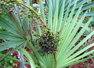 Препараты с экстрактом плодов пальмы сабаль. Карликовая пальма Сабаль. Использование в кулинарии