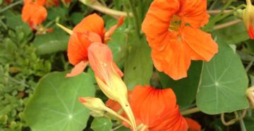 Настурция — красивые и вкусные цветы. Состав и полезные свойства настурции. Полезные свойства настурции