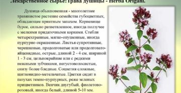 Полезные свойства душицы. Можно ли душицу при беременности и грудном вскармливании. Полезные свойства душицы и противопоказания к употреблению