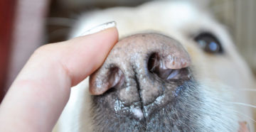 У собаки сухой нос: разбираемся в причинах и дополнительных симптомах. Почему у щенка сухой и теплый нос? Что значит если у щенка сухой нос