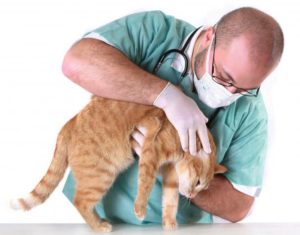 Мозжечковая атаксия у кошек: причины, симптомы, лечение, восстановительный период и советы ветеринаров. Атаксия у кошек